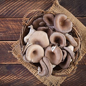 Ostronskivling (Pleurotus ostreatus)