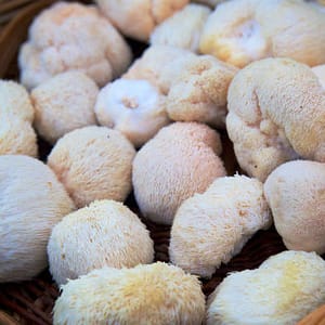 Lion's mane (Hericium erinaceus)