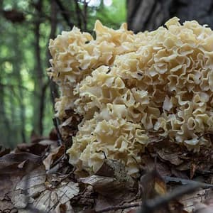 Cauliflower Mushroom (Sparassis crispa)