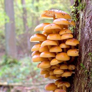 Enoki (Flammulina velutipes)