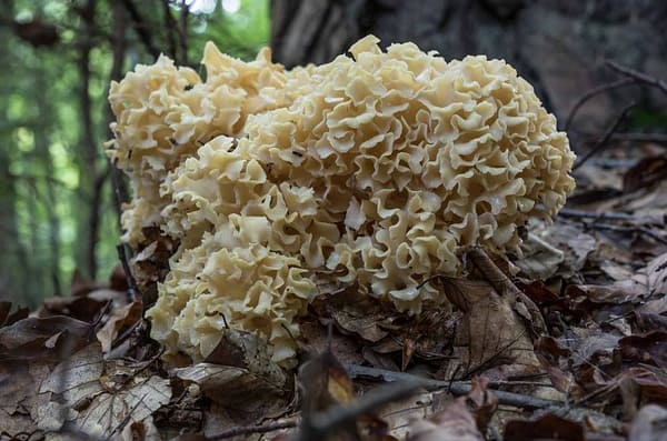 Cauliflower Mushroom (Sparassis crispa)