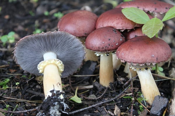 Wine Cap (Stropharia rugosoannulata)