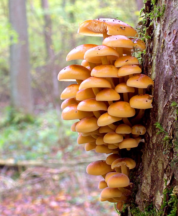 Enoki (Flammulina velutipes)